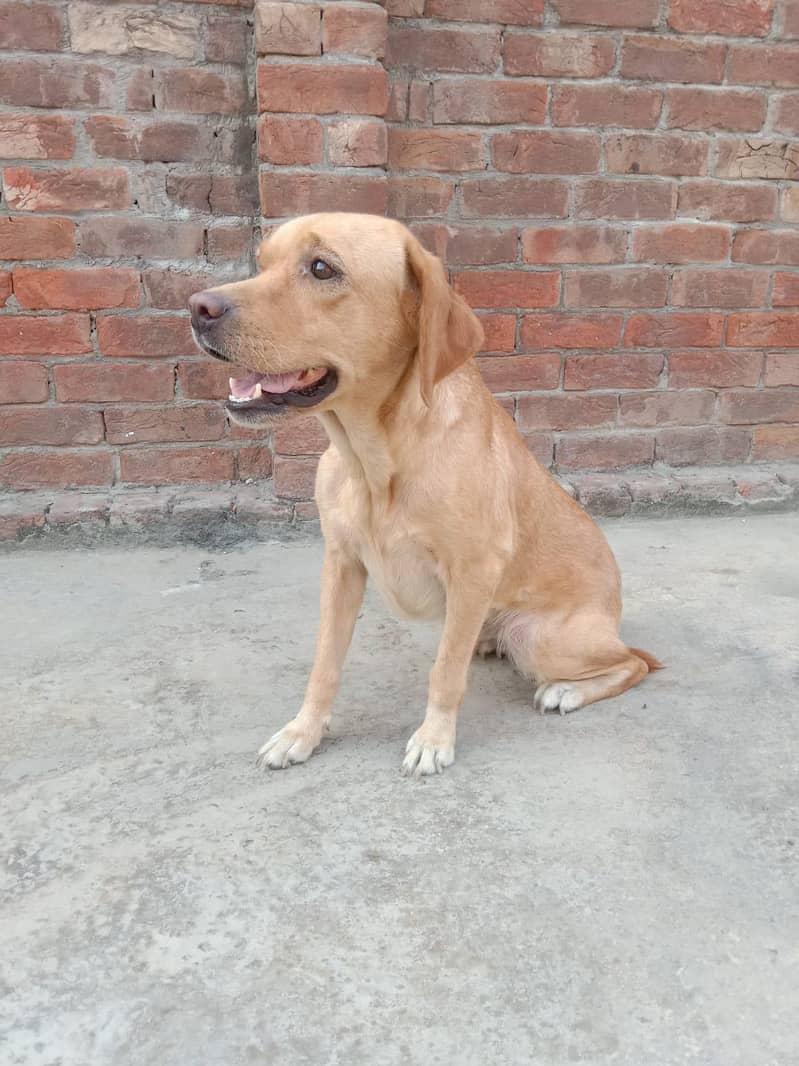 friendly Dog 0