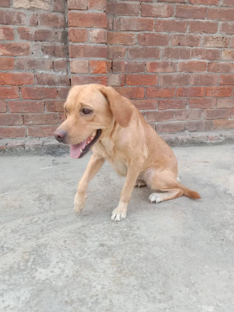 friendly Dog 1