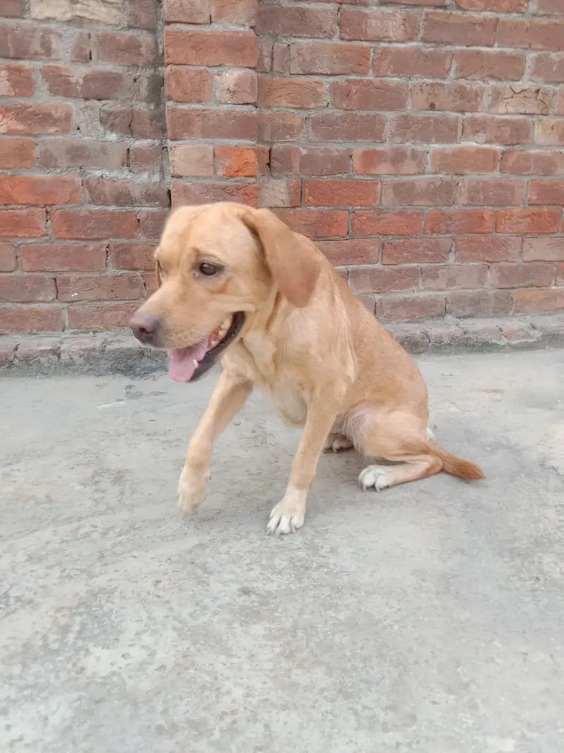 friendly Dog — photo 2