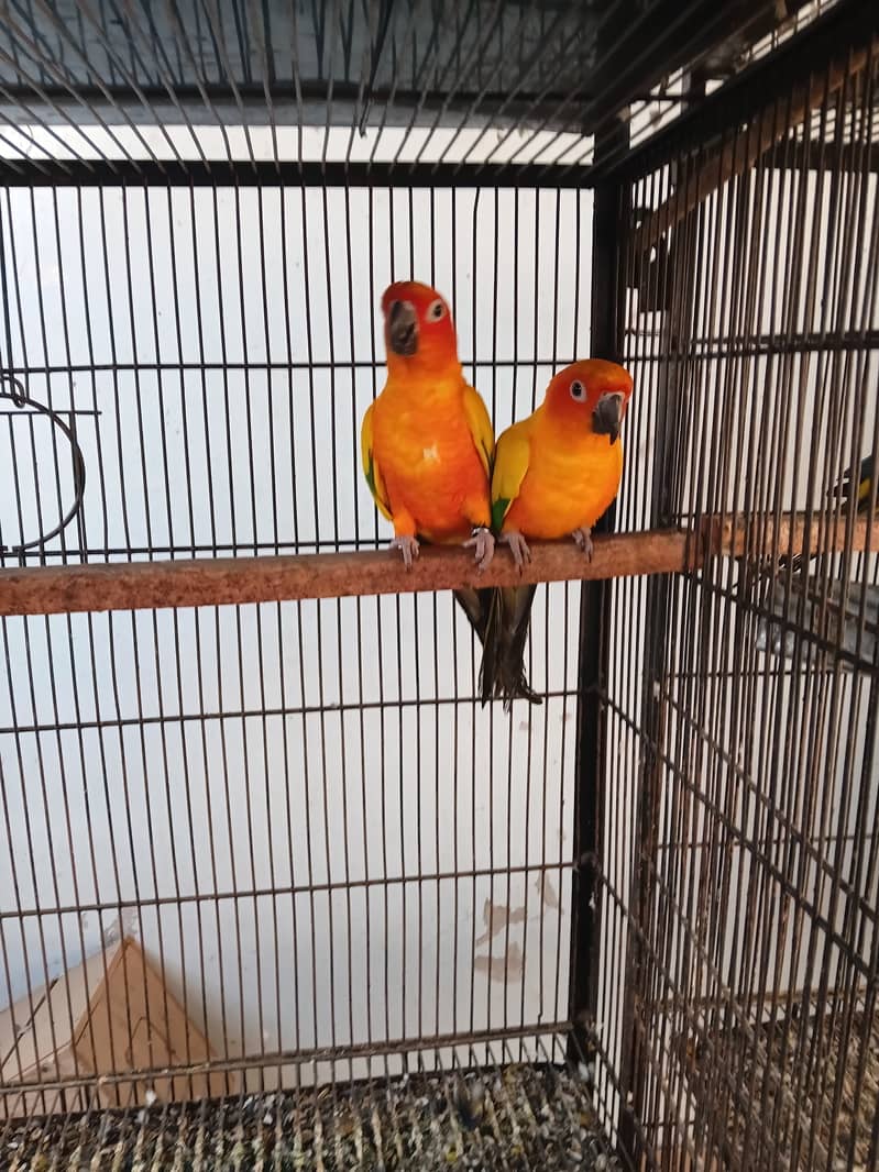 Sunconure breeder pair 0