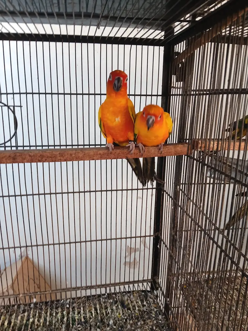 Sunconure breeder pair — photo 2