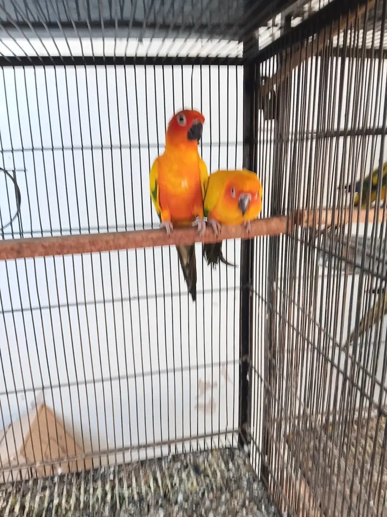 Sunconure breeder pair — photo 3