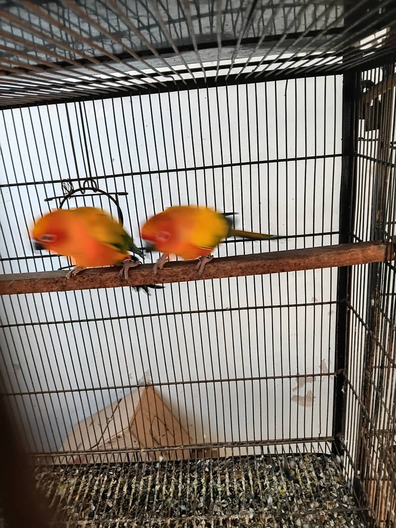 Sunconure breeder pair 3
