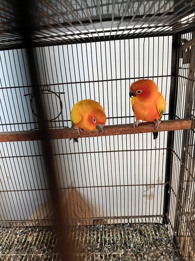 Sunconure breeder pair 4