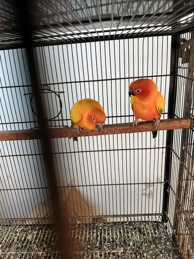Sunconure breeder pair — photo 5