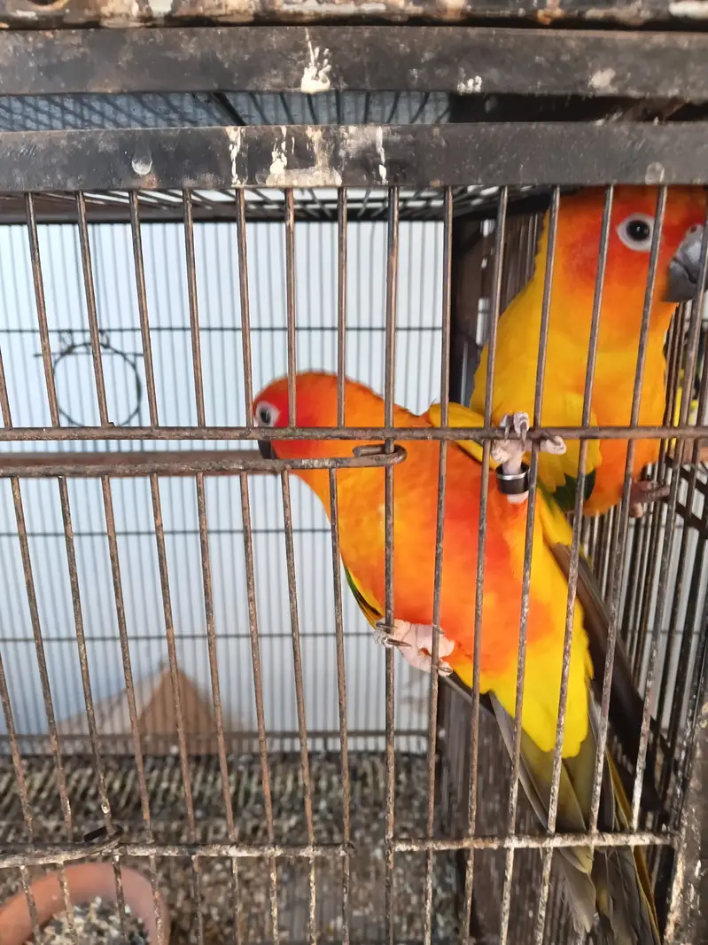 Sunconure breeder pair — photo 6