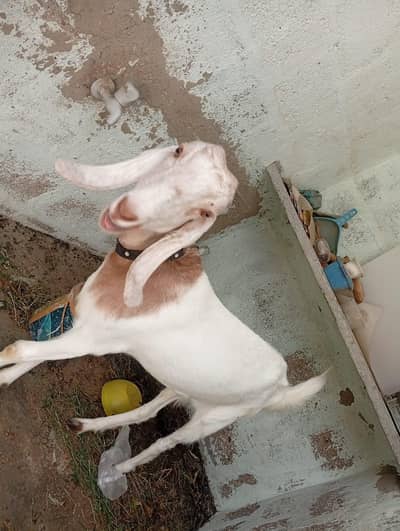 bakri full active and healthy