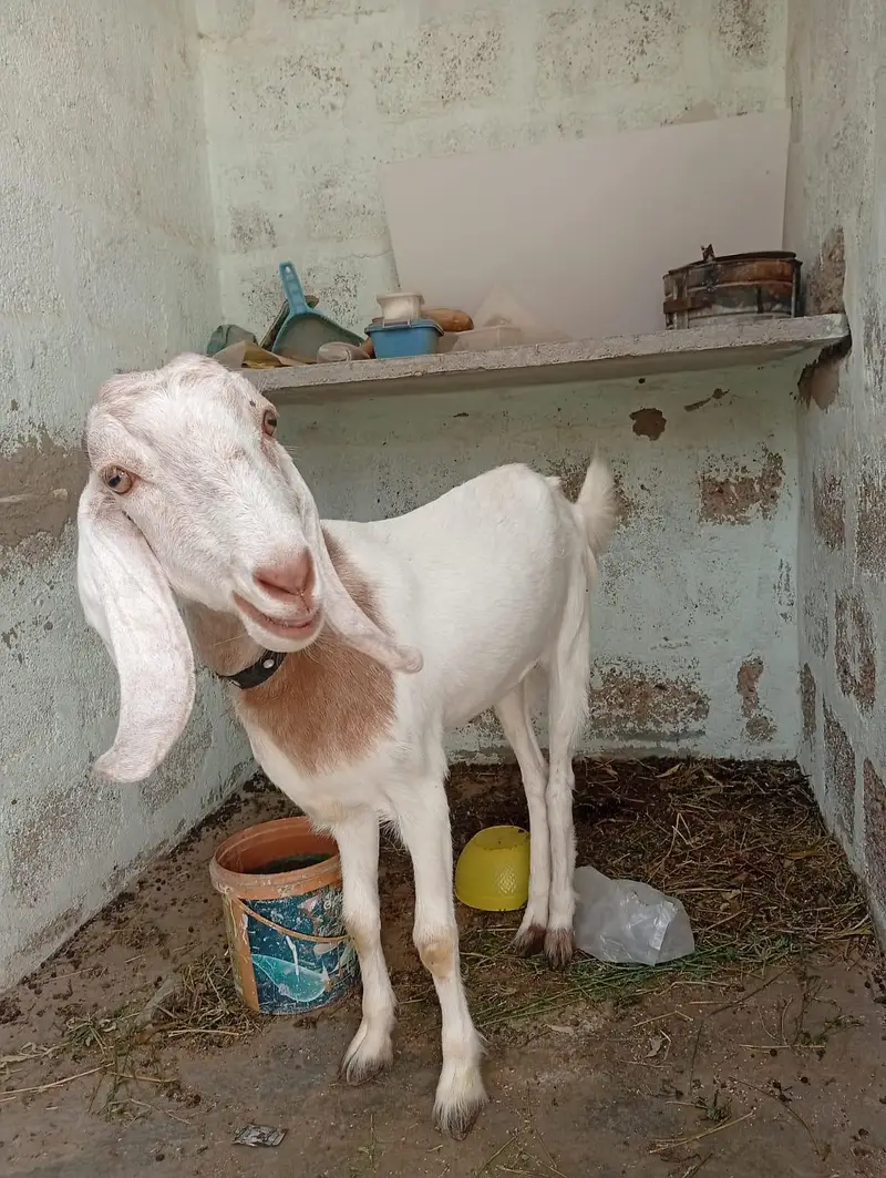 bakri full active and healthy — photo 2