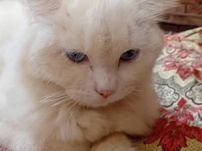 cat for sale