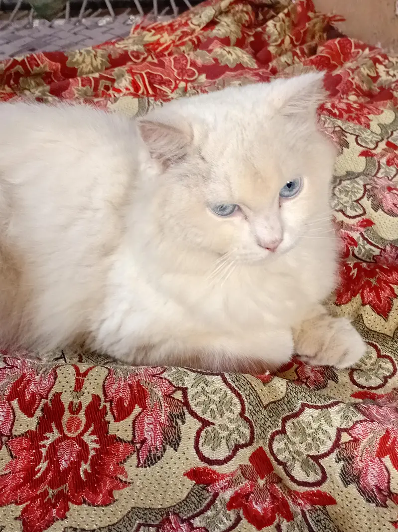 cat for sale — photo 2