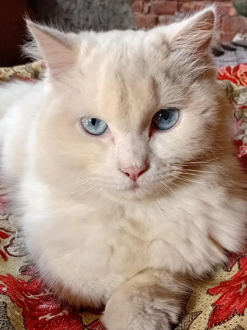 cat for sale — photo 3