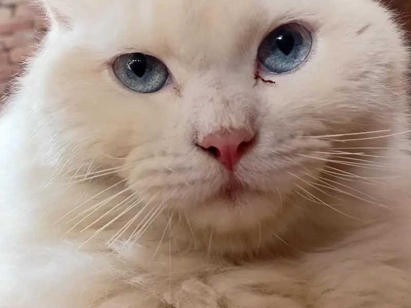 cat for sale — photo 4