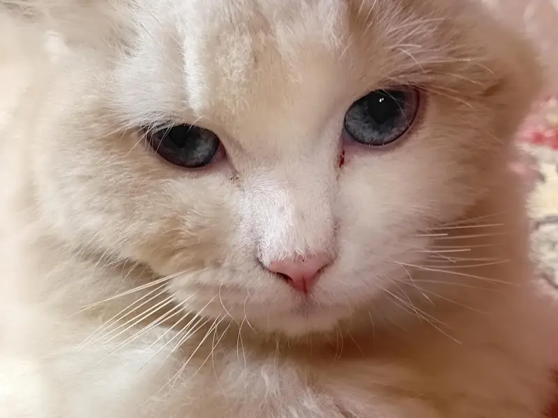 cat for sale — photo 5