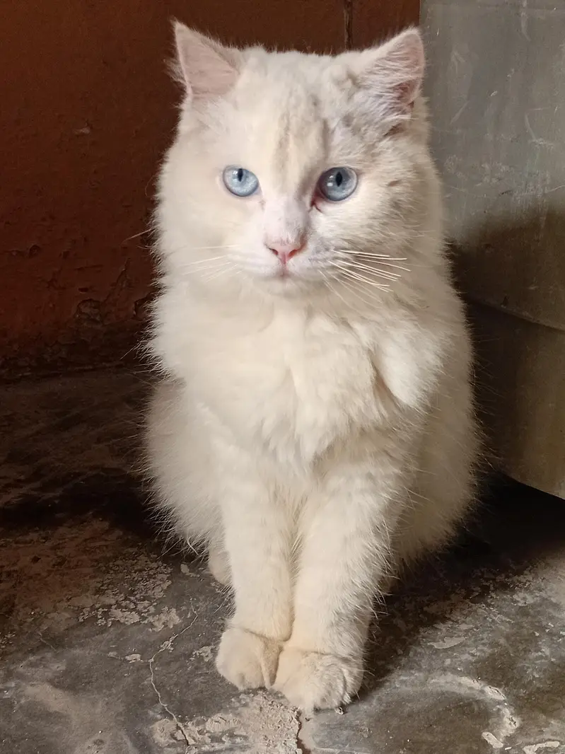 cat for sale — photo 6