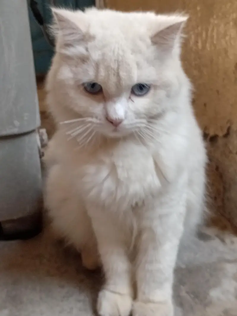 cat for sale — photo 7