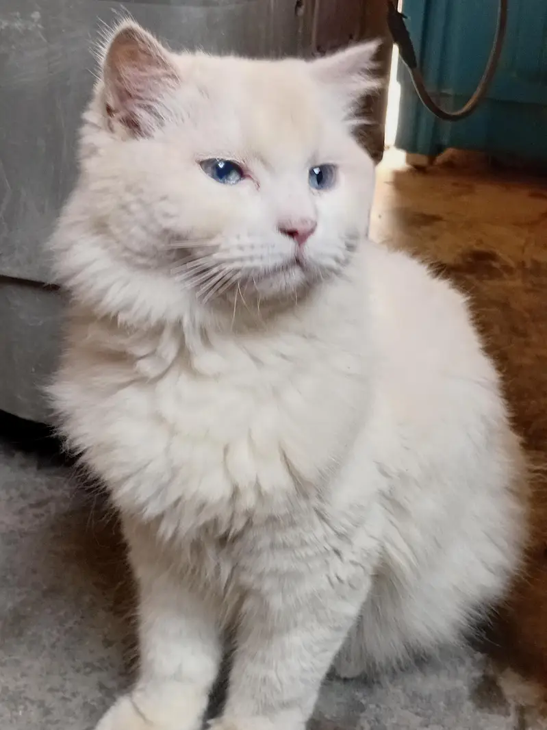cat for sale — photo 8