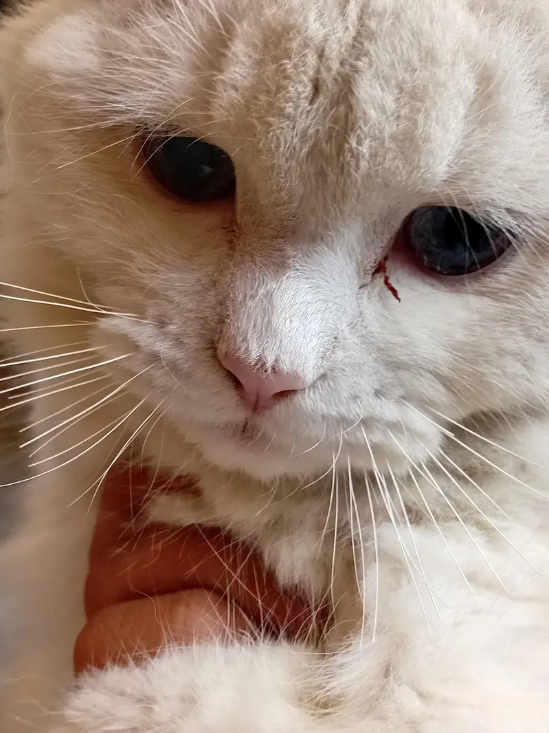 cat for sale — photo 9