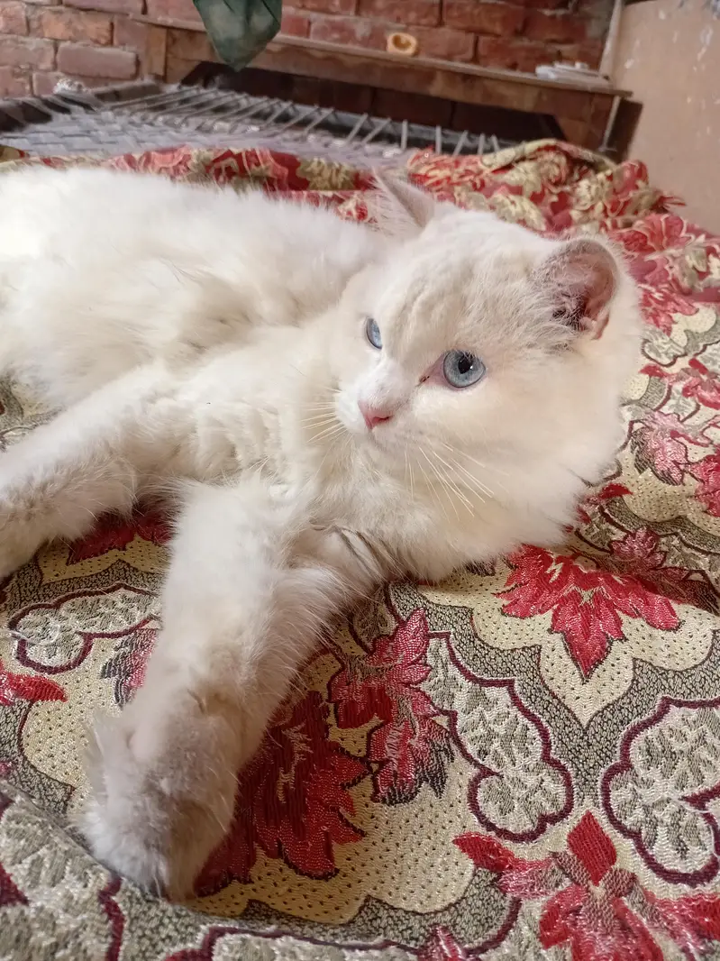 cat for sale — photo 11