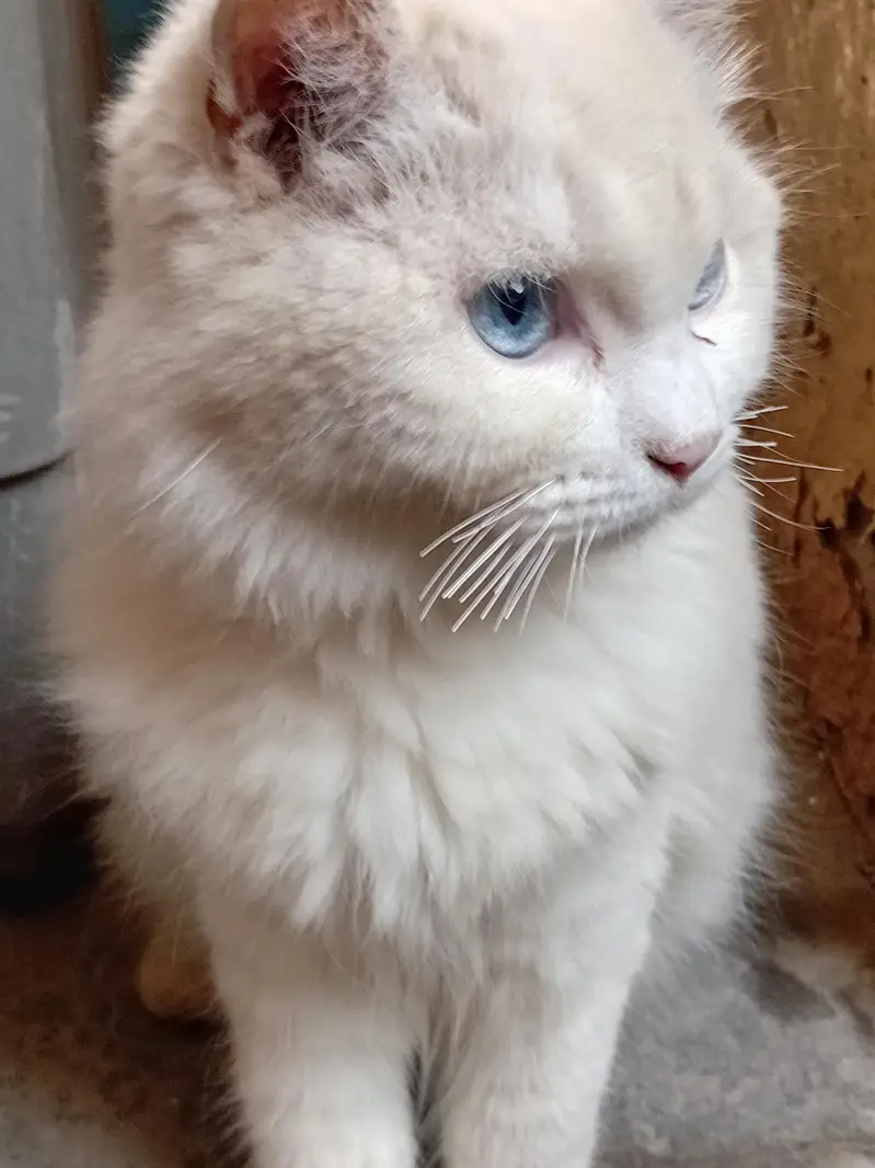 cat for sale — photo 12