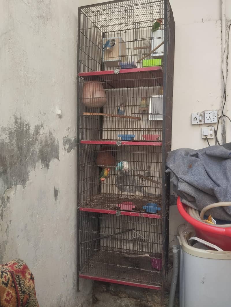 bird cage 1
