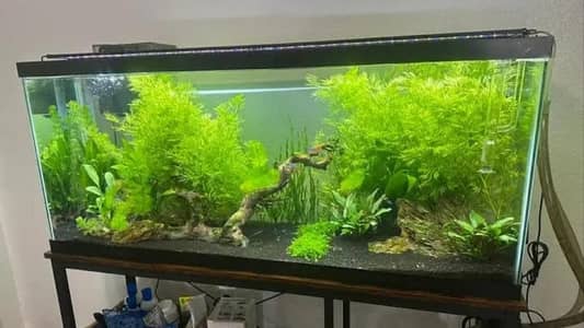 Aquarium Sand . River Sand . Aquarium plants