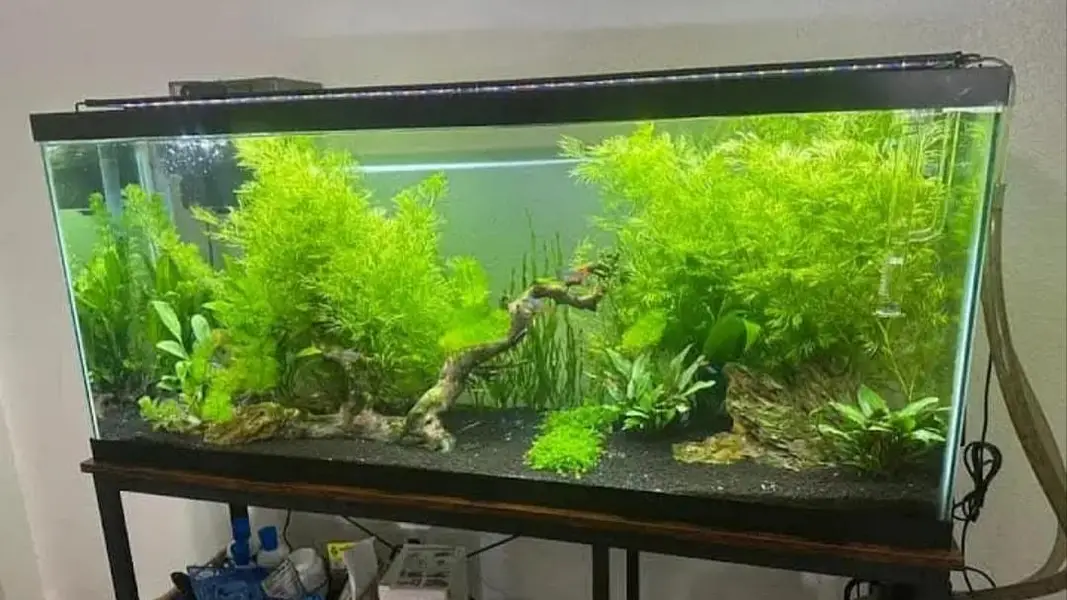 Aquarium Sand . River Sand . Aquarium plants
