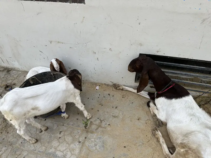 Kamori bakri — photo 2