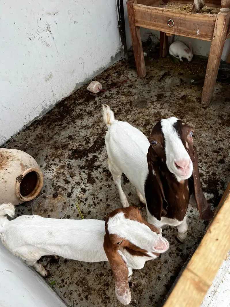 Kamori bakri — photo 3