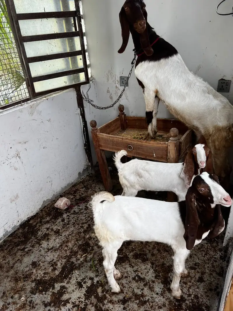 Kamori bakri — photo 4