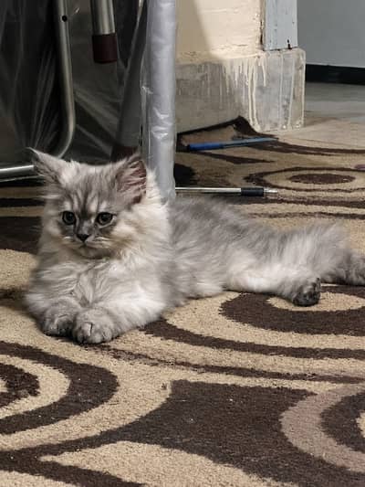 Persian cat