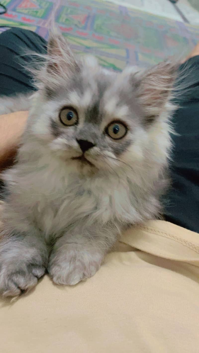 Persian cat 3