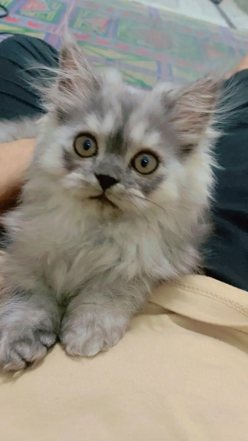 Persian cat — photo 4