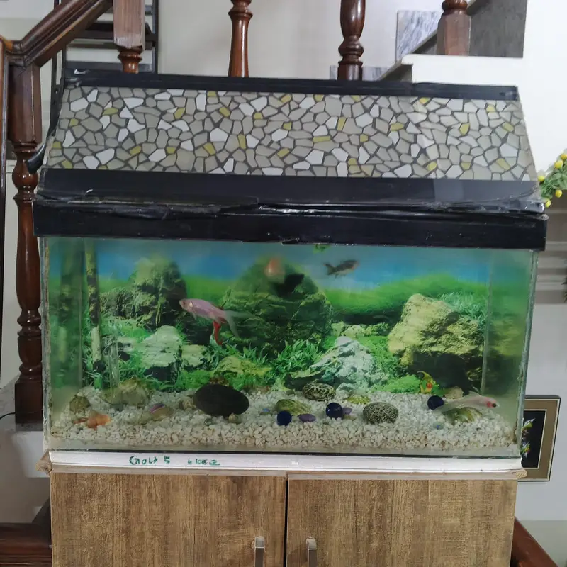 fish aquarium with 4 fishes motor — photo 3