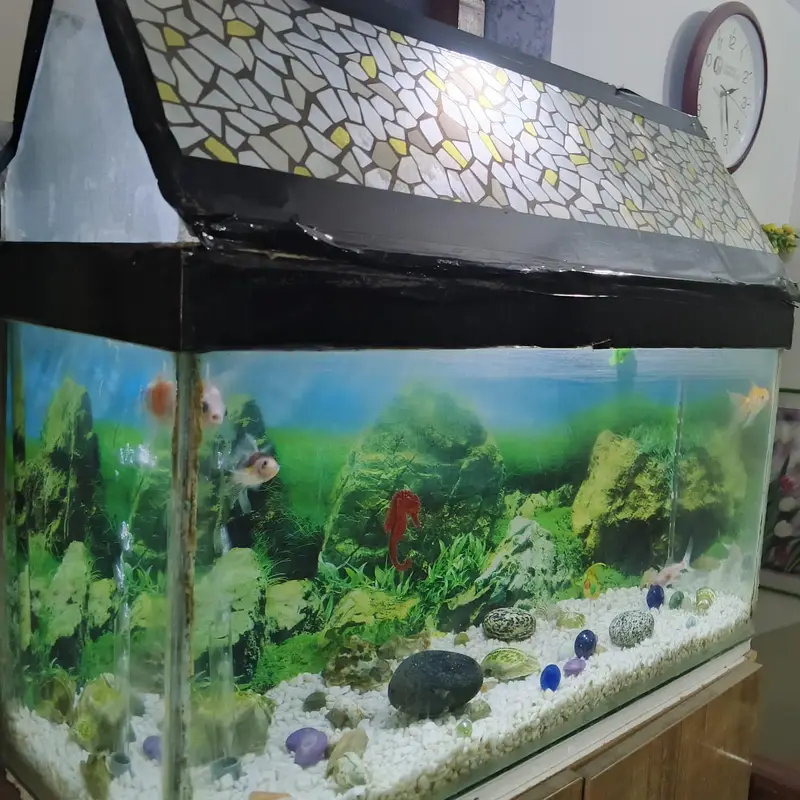fish aquarium with 4 fishes motor — photo 4