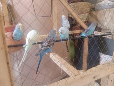 Budgies for sale. City : Kot Addu