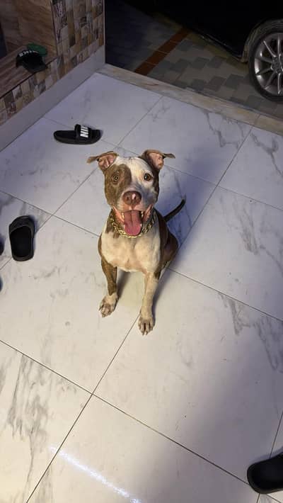 pitbull dog | male dog | security dog|