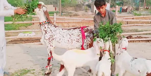 3 bacchon wali bakri for sale