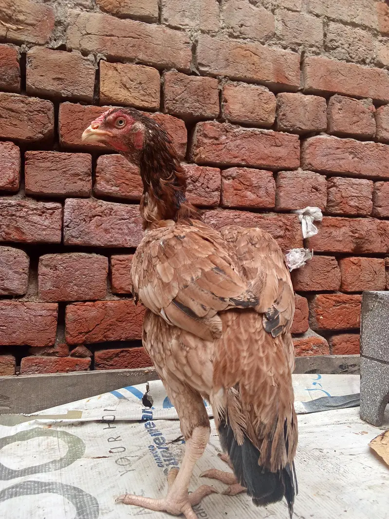 Aseel murgi Pakistani pure — photo 2