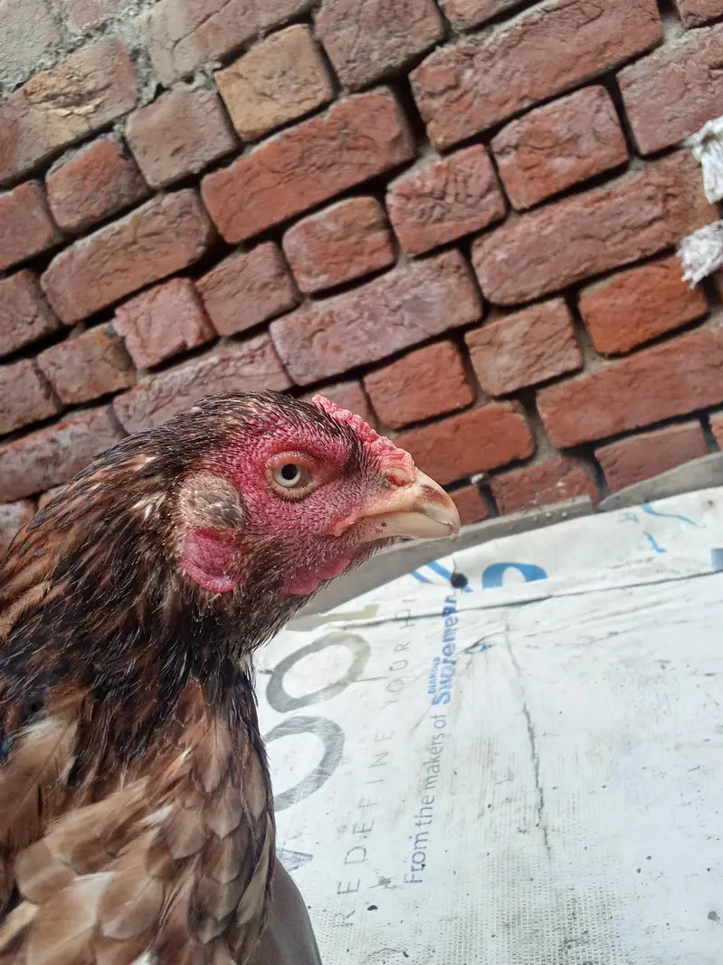 Aseel murgi Pakistani pure — photo 3