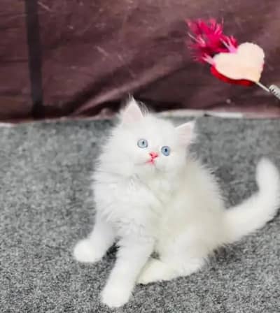 Persian cat for sale 2 month age urgent for sale