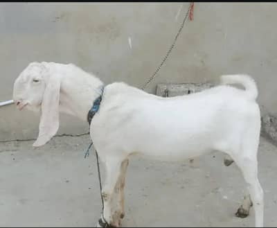 Sindhi gulabi breed