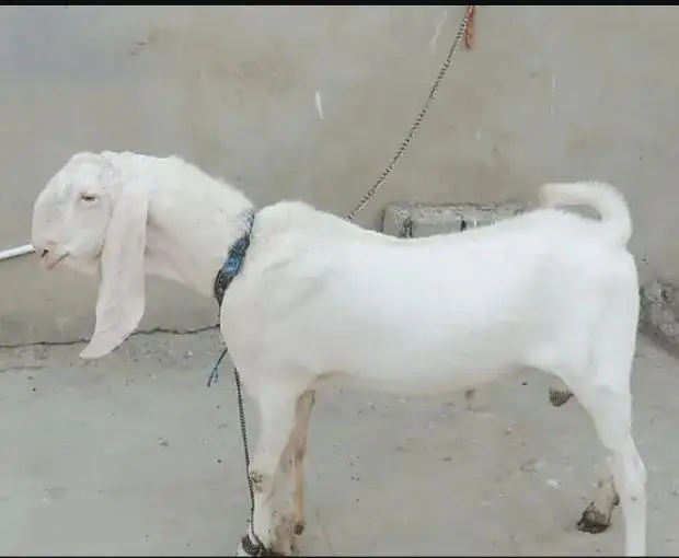 Sindhi gulabi breed