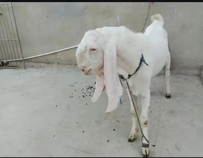 Sindhi gulabi breed — photo 2