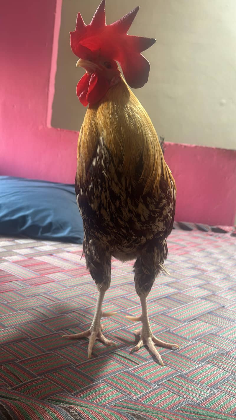 desi murga 0