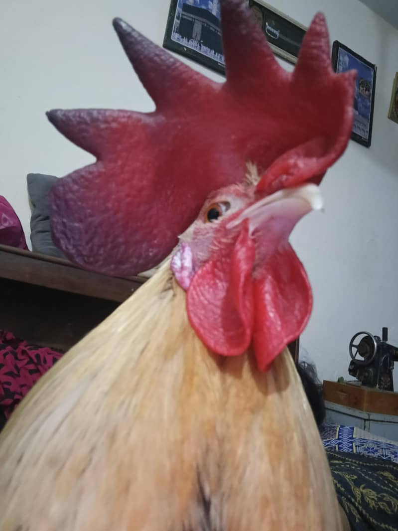 desi murga 1
