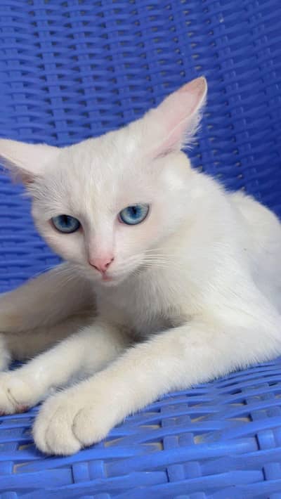 cat for urgent sale