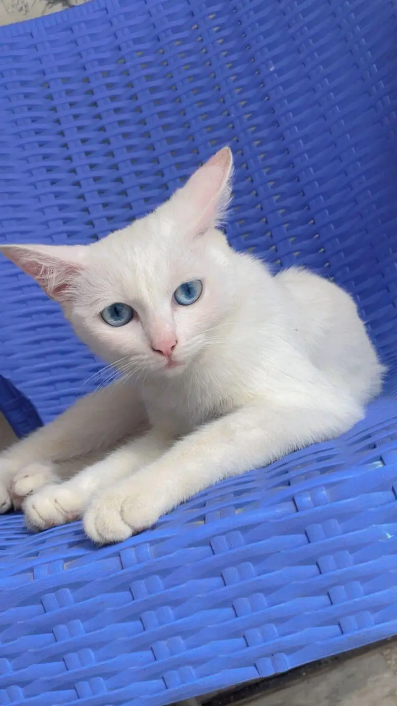 cat for urgent sale — photo 2