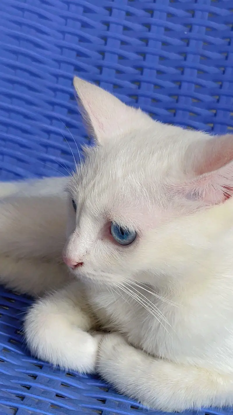 cat for urgent sale — photo 3