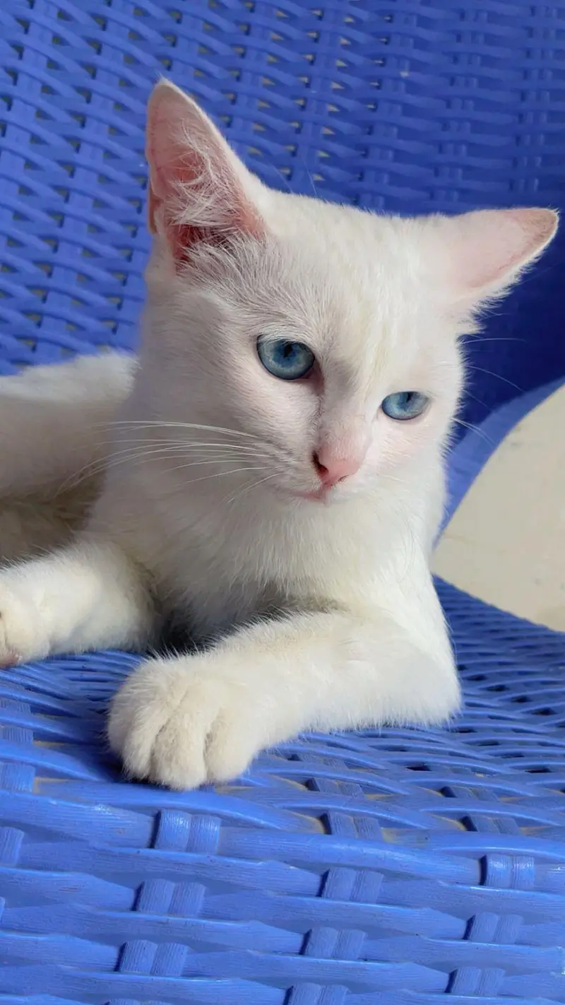 cat for urgent sale — photo 4