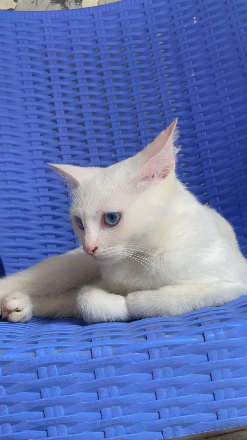 cat for urgent sale — photo 5
